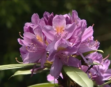Virgzik a rhododendron