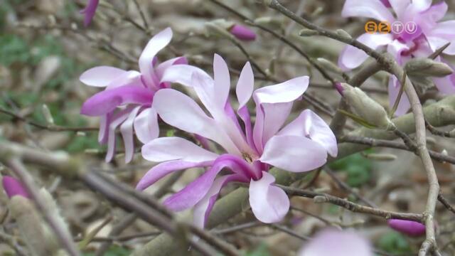 Virgzik a rhododendron, a japnbirs, s tbb tavaszi nvny is bimbzik mr a Kmoni Arbortumban