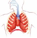 Megjelent a gyógyíthatatlan TBC Megjelent a gyógyíthatatlan TBC
