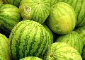 Édes az idei dinnye Édes az idei dinnye