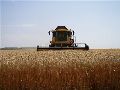 J� volt a b�zaterm�s, a kukoric�nak m�r kellett az es�