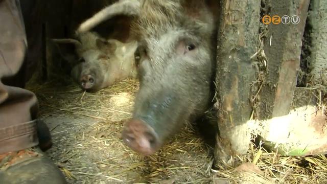 Hogyan működik egy családi gazdaság? Hogyan működik egy családi gazdaság?