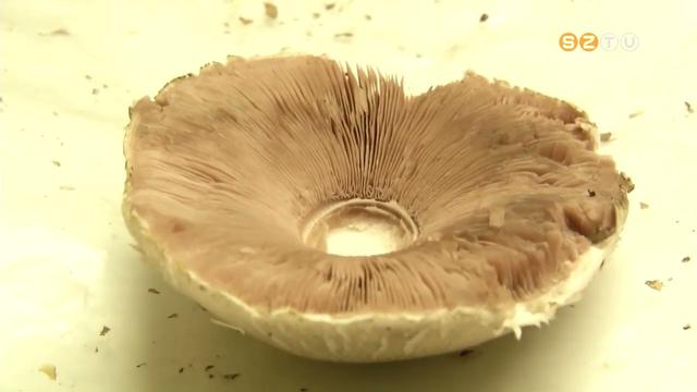 Találkozás a gombákkal címmel fotópályázatot hirdet a Szombathelyi Vásárcsarnok Találkozás a gombákkal címmel fotópályázatot hirdet a Szombathelyi Vásárcsarnok