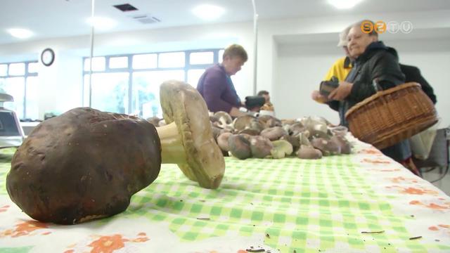 Hegyekben ll a gomba a Vsrcsarnok standjain