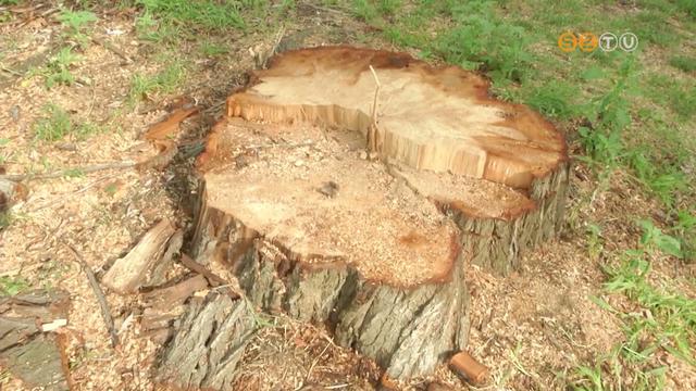 Fákat vágtak ki a Perintparti sétányon a töltésen Fákat vágtak ki a Perintparti sétányon a töltésen