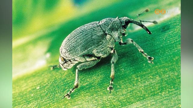 A repceszár ormányos bogár idén először nem hibernálódott a téli időszakban