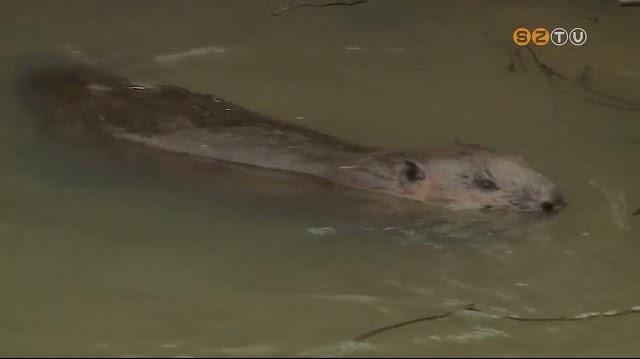 Lehet vadászni a hódokra októbertől Lehet vadászni a hódokra októbertől