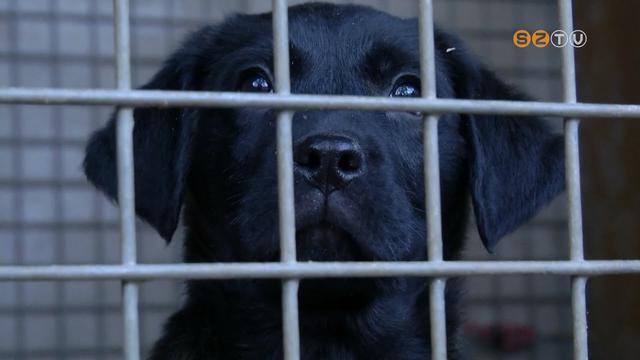 Idén szilveszterkor sem kedvezett a tűzijáték az állatoknak Idén szilveszterkor sem kedvezett a tűzijáték az állatoknak