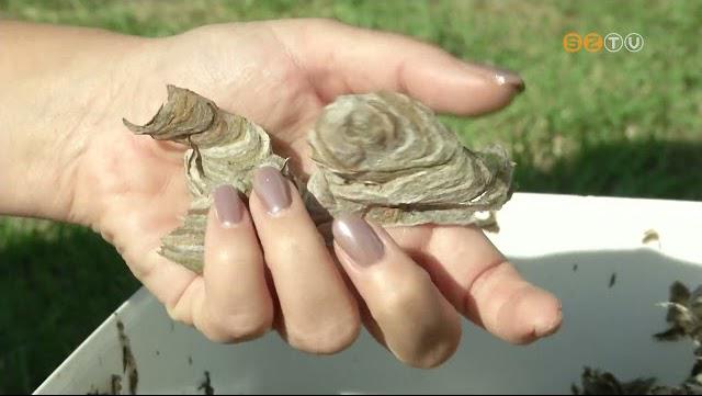 Elszaporodtak a darazsak Elszaporodtak a darazsak