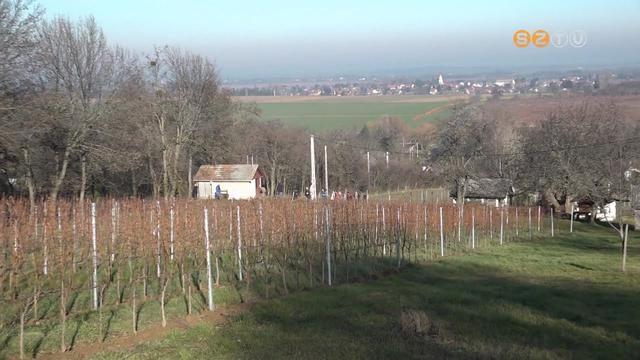 A metszés ad most munkát a szőlőben A metszés ad most munkát a szőlőben