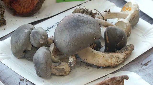 A kalaposok köré szervez a héten programsorozatot a Szombathelyi Vásárcsarnok A kalaposok köré szervez a héten programsorozatot a Szombathelyi Vásárcsarnok