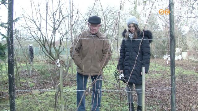 Az enyhe időjárásnak köszönhetően megjelentek a rügyek a gyümölcsfákon Az enyhe időjárásnak köszönhetően megjelentek a rügyek a gyümölcsfákon
