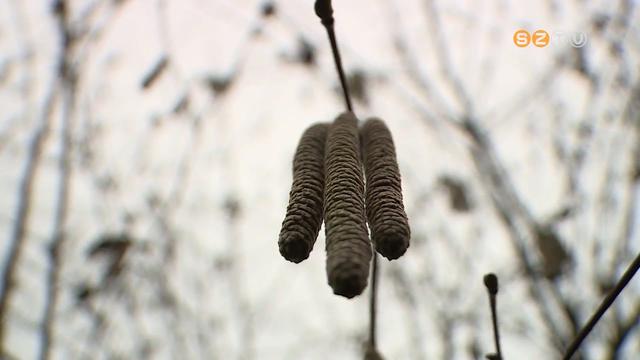 Idn hamarabb kezddik az allergiaszezon