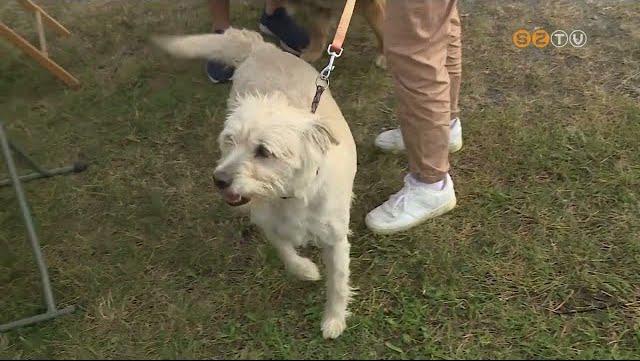 Szeptember 27-n elkezddik az ebek veszettsg elleni ktelez oltsa Szombathelyen