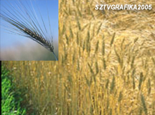 A hideg miatt kev�s a b�za