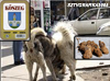 Kutyapiszok K�szegen is