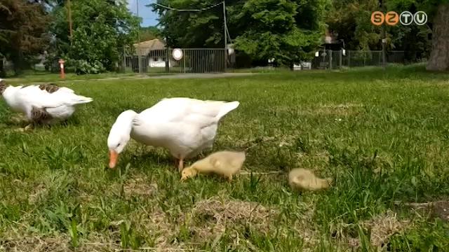 Hosszú idő után fiókát költött a Vasi Skanzenben egy hattyú Hosszú idő után fiókát költött a Vasi Skanzenben egy hattyú