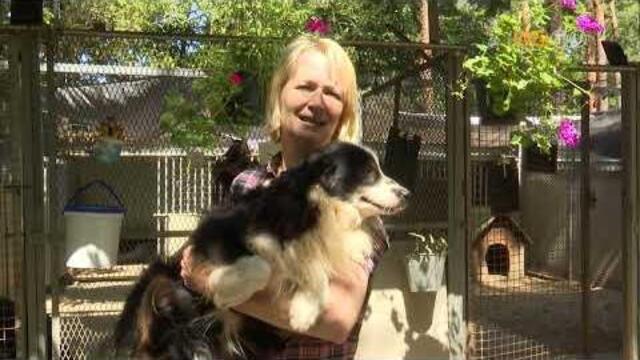 Az llatvdk Vasi Egyeslete megkapta a szaporttelepekrl lefoglalt llatok tulajdonjogt