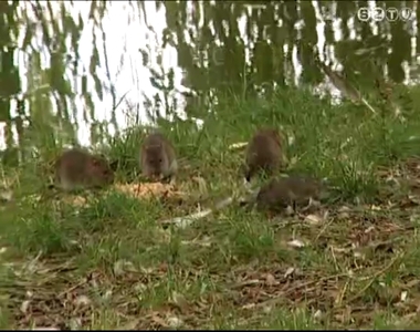 Elszaparodtak a patk�nyok