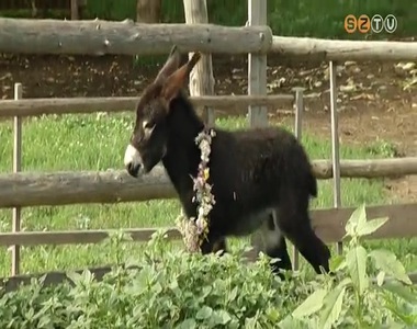 Mozgalmas volt a szerdai nap a Vasi M�zeumfaluban