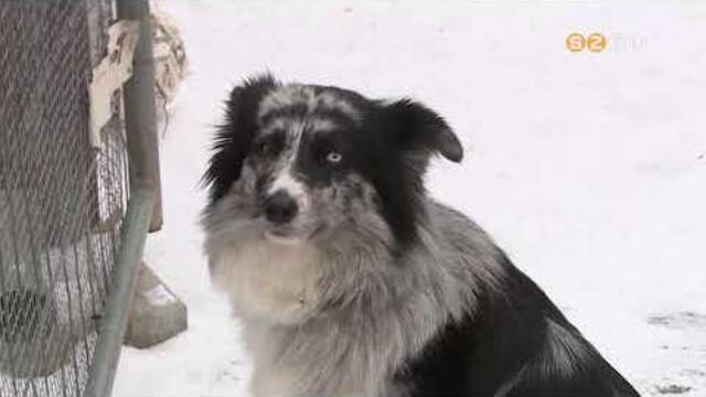 Sok feladatot adtak az óév utolsó és az újév első napjai az állatvédőknek és állatbarátoknak Sok feladatot adtak az óév utolsó és az újév első napjai az állatvédőknek és állatbarátoknak