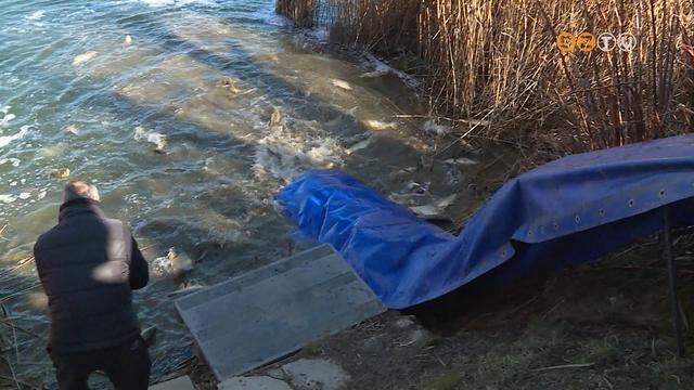 Megkezdődtek a tavaszi haltelepítések Megkezdődtek a tavaszi haltelepítések