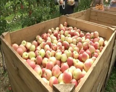 Még Szabolcsban is esznek Vas megyei almát Még Szabolcsban is esznek Vas megyei almát