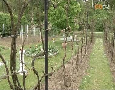 Az id�n nem kedvezett az id�j�r�s a parkerdei kiskerttulajdonosoknak