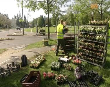 Zajlik a v�ros vir�gos�t�sa