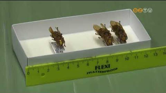 Megjelent Magyarorszgon az zsiai ldarzs