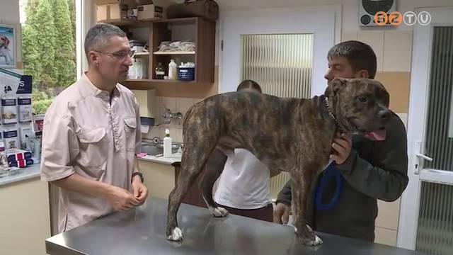 Naponta t�bb kuty�t visznek az �llatk�rh�zba ezekben a hetekben kennelk�h�g�ssel