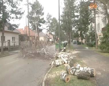 Megújuló fasor Kőszegen Megújuló fasor Kőszegen