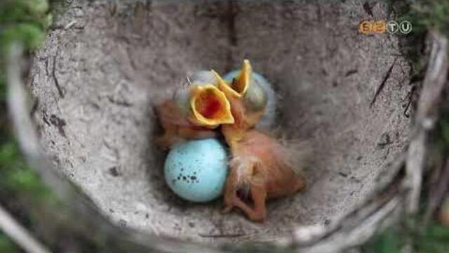 Az egyik legszebb hangú madarunk, az énekes rigó lett az Év madara 2026-ban Az egyik legszebb hangú madarunk, az énekes rigó lett az Év madara 2026-ban