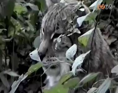 Idén is különleges, veszélyeztetett fajokra hívja fel a figyelmet az év élőlényei kampány Idén is különleges, veszélyeztetett fajokra hívja fel a figyelmet az év élőlényei kampány