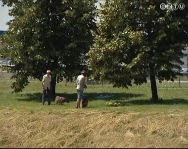 Kutyafuttatók fertőtlenítése