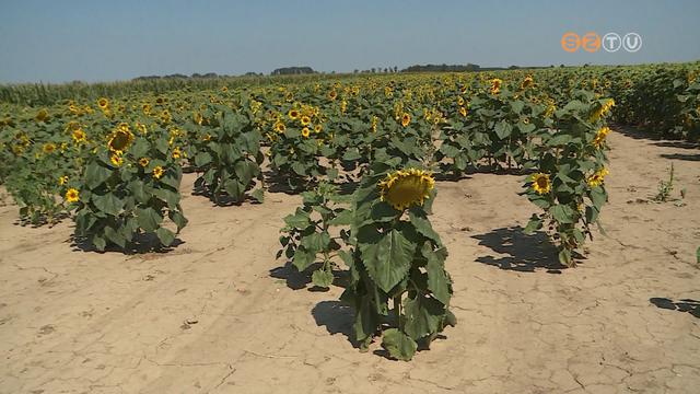 Súlyos aszállyal küzd az ország, hosszú hetek óta nem esett kiadós eső Súlyos aszállyal küzd az ország, hosszú hetek óta nem esett kiadós eső