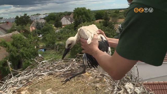 Több tucatnyi kis gólyát gyűrűztek meg Vas megyében Több tucatnyi kis gólyát gyűrűztek meg Vas megyében