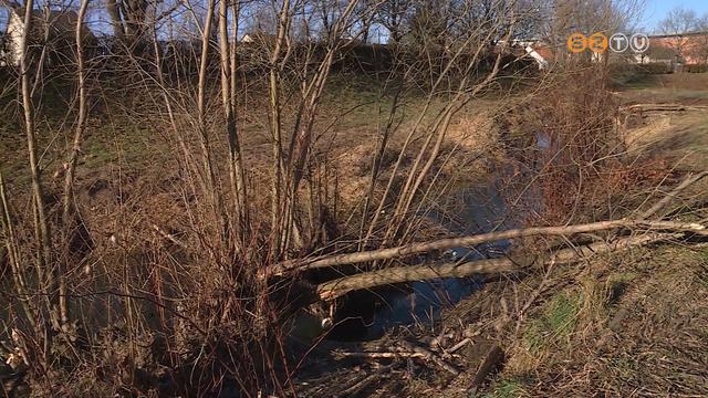 Túlszaporodott a hódállomány, már a városban is egyre nagyobb károkat okoznak Túlszaporodott a hódállomány, már a városban is egyre nagyobb károkat okoznak
