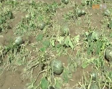 Idén a rendkívüli időjárás már eddig is nagy károkat okozott a megye mezőgazdaságában Idén a rendkívüli időjárás már eddig is nagy károkat okozott a megye mezőgazdaságában