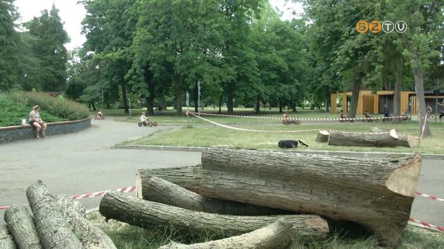 Kivágják a KRESZ park balesetveszélyes fáit Kivágják a KRESZ park balesetveszélyes fáit
