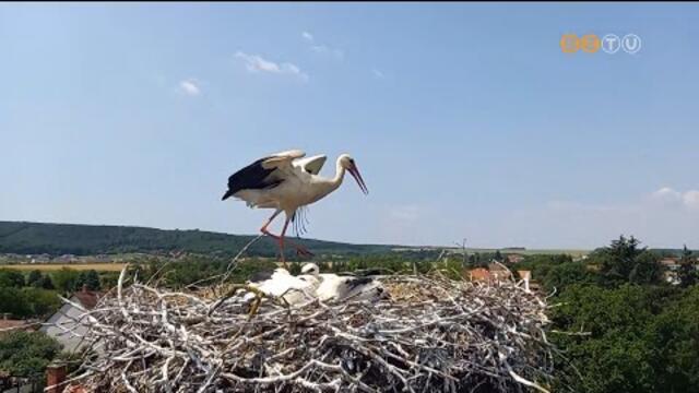 Rekord szmban gyrztek fehr glya fikkat a madarszok ebben az vben Vas vrmegyben is