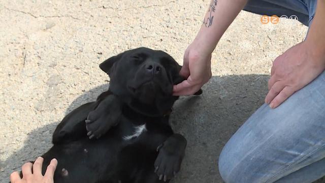 Kullancsszezon kutyáknál Kullancsszezon kutyáknál