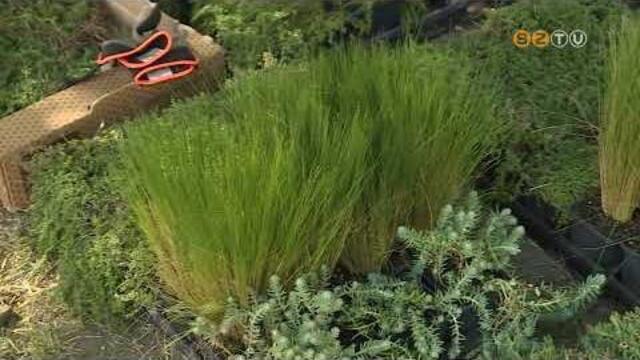 Felújították, és zöldtetőt alakítanak ki a Perint-parti Waldorf iskola udvari kerékpártárolóján