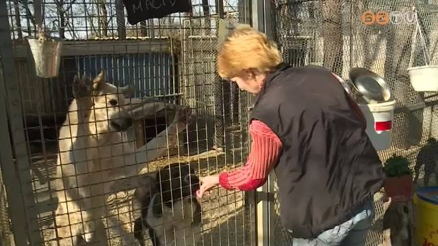 Bajba kerülhetnek az állatmenhelyek Bajba kerülhetnek az állatmenhelyek