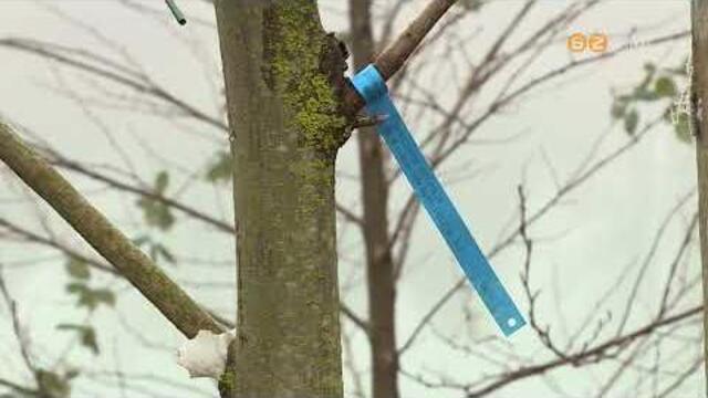 �vente 400 f�t v�gnak ki Szombathelyen, helyett�k �j csemet�ket �ltetnek