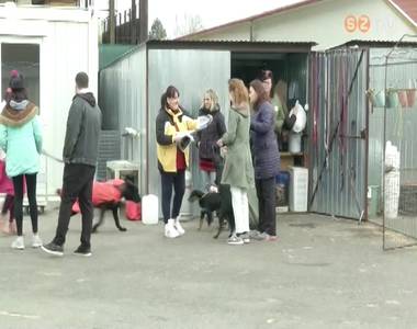 Rendhagyó kutyás farsangi sétát szervezett a Fekete István Állatvédő Egyesület