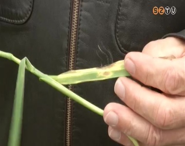 Negyed�vel t�bbet kell k�lteni n�v�nyv�delemre