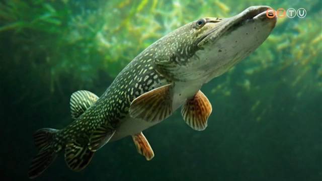 Elkezd�d�tt a szavaz�s az �v hal�ra