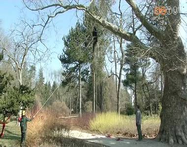 Kiegyens�lyozt�k az arbor�tum �reg plat�nj�t