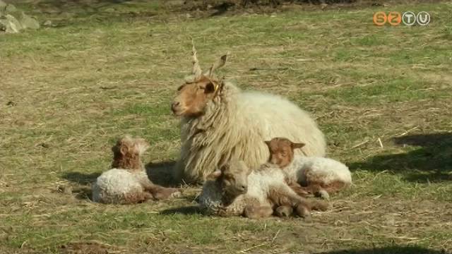 Valószínűleg sakál tizedeli a múzeumfalu rackajuh állományának szaporulatát Valószínűleg sakál tizedeli a múzeumfalu rackajuh állományának szaporulatát